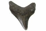 Serrated, Juvenile Megalodon Tooth - Georgia #90831-1